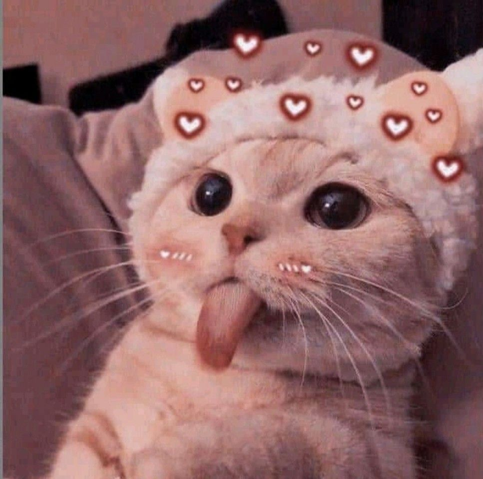 55 ảnh avatar cute mèo đẹp dành cho bạn trẻ yêu mèo