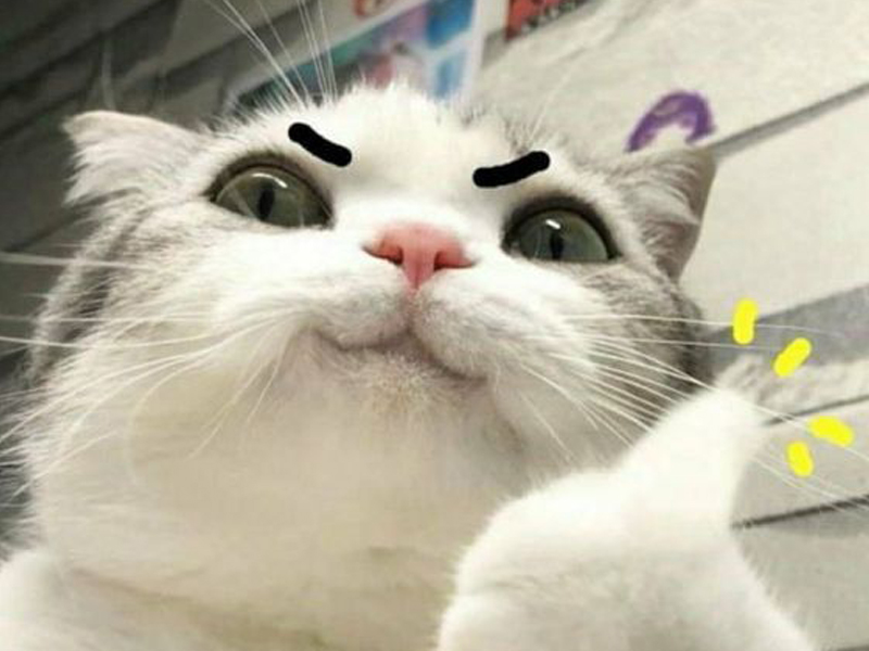 Tổng hợp 94 về avatar mèo meme  headenglisheduvn