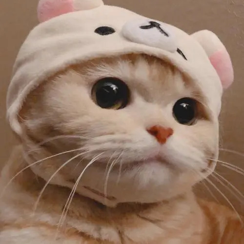 55+ ảnh avatar cute mèo đẹp dành cho bạn trẻ yêu mèo