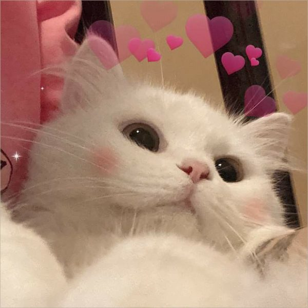 101 hình avatar mèo cute ngầu mèo chibi mèo đôi dễ thương nhất